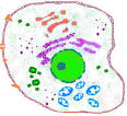 cell membranes